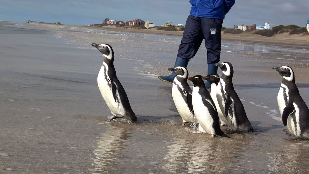 El dramático rescate de seis pingüinos: estaban atrapados en redes y cubiertos de petróleo 10 pinguinos - 9