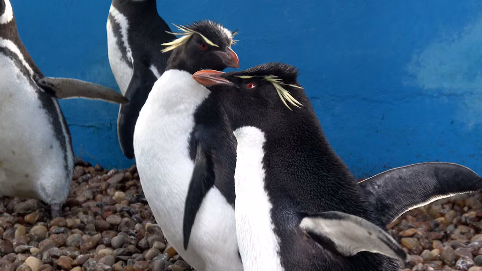 El dramático rescate de seis pingüinos: estaban atrapados en redes y cubiertos de petróleo 12 pinguinos3 - 11
