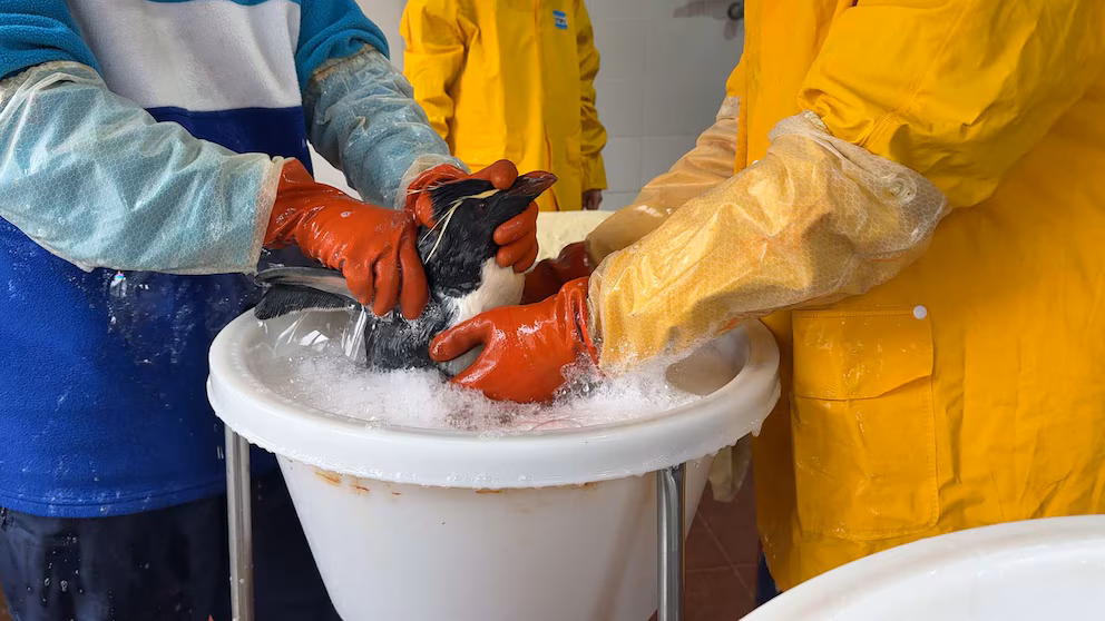 El dramático rescate de seis pingüinos: estaban atrapados en redes y cubiertos de petróleo 8 pinguinos4 - 7