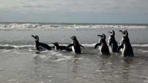 El dramático rescate de seis pingüinos: estaban atrapados en redes y cubiertos de petróleo pingunos5 - 1