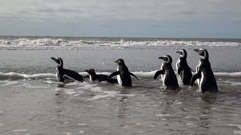 El dramático rescate de seis pingüinos: estaban atrapados en redes y cubiertos de petróleo pingunos5 - 4