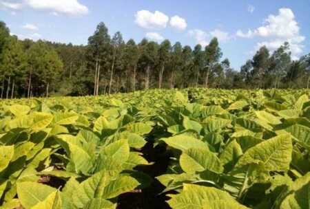 La Cámara del Tabaco de Misiones intimó a dos empresas por presuntas deudas millonarias con el Fondo Especial del Tabaco tabaco