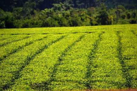 La CoProTé inició la discusión por el precio del brote de té para la nueva cosecha comproté