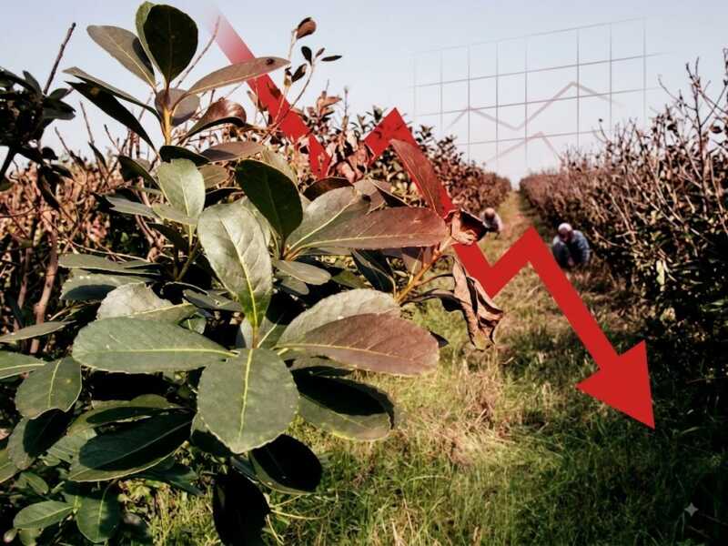 La yerba lleva 27 meses en rojo y advierten que el agro misionero necesita una nueva política productiva La yerba mate lleva más de dos años en rojo y el sector sigue sin encontrar una salida estructural.