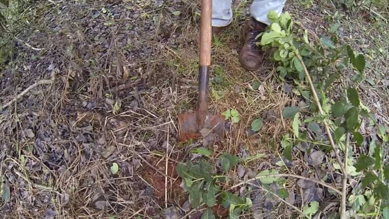 INTA recomienda cuidar los yerbales 