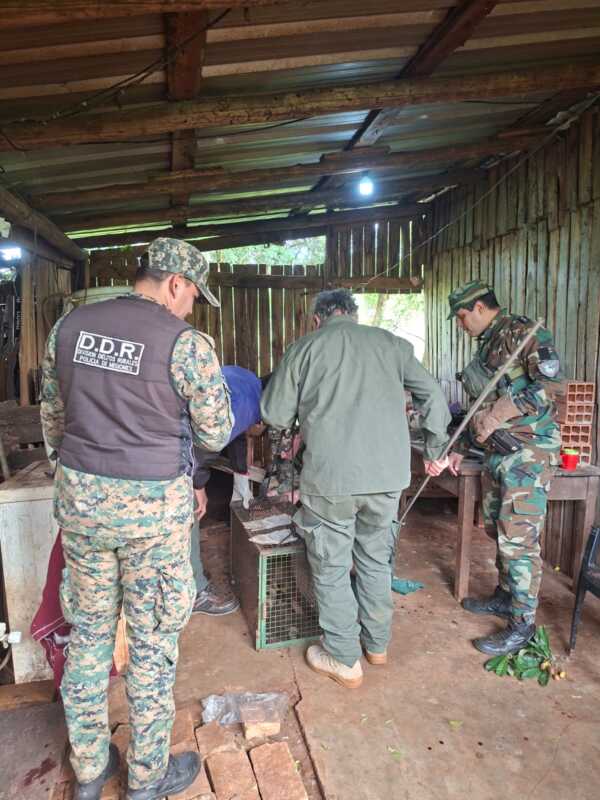 Un hombre fue atacado por un coatí que tenía en cautiverio en San José 1 Hombre coatí