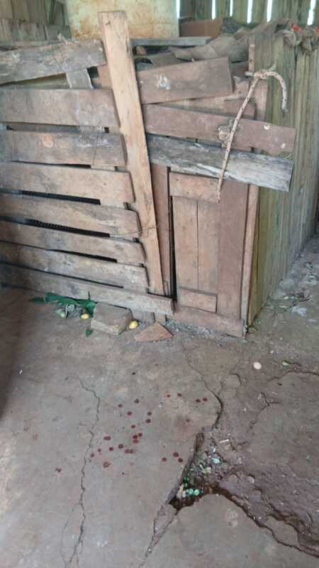 Un hombre fue atacado por un coatí que tenía en cautiverio en San José 2 Hombre coatí