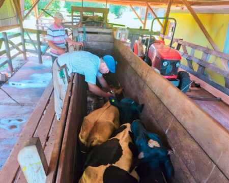 La campaña de vacunación contra la fiebre aftosa alcanzó a 34.523 cabezas de ganado en todo Misiones y superó la cobertura prevista para esta etapa.