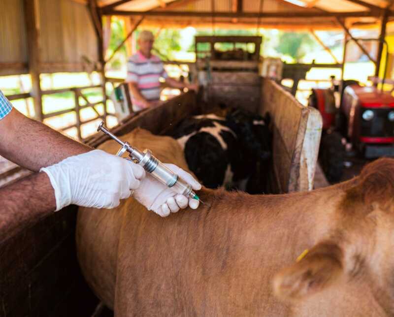Misiones vacunó más de 34.500 cabezas de ganado y sostiene su estatus sanitario libre de fiebre aftosa 1 Misiones vacunó 34.523 animales contra la fiebre aftosa y alcanzó un 113% de cobertura sobre las cabezas previstas.