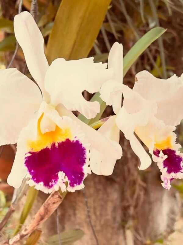 Expo Orquídeas en Posadas: habrá clínica de cultivo y explicarán cómo evitar los errores más comunes 6 orquideas - 5
