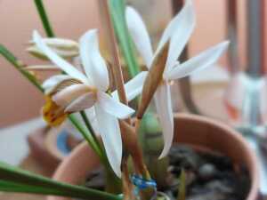 Expo Orquídeas en Posadas: habrá clínica de cultivo y explicarán cómo evitar los errores más comunes orquideas