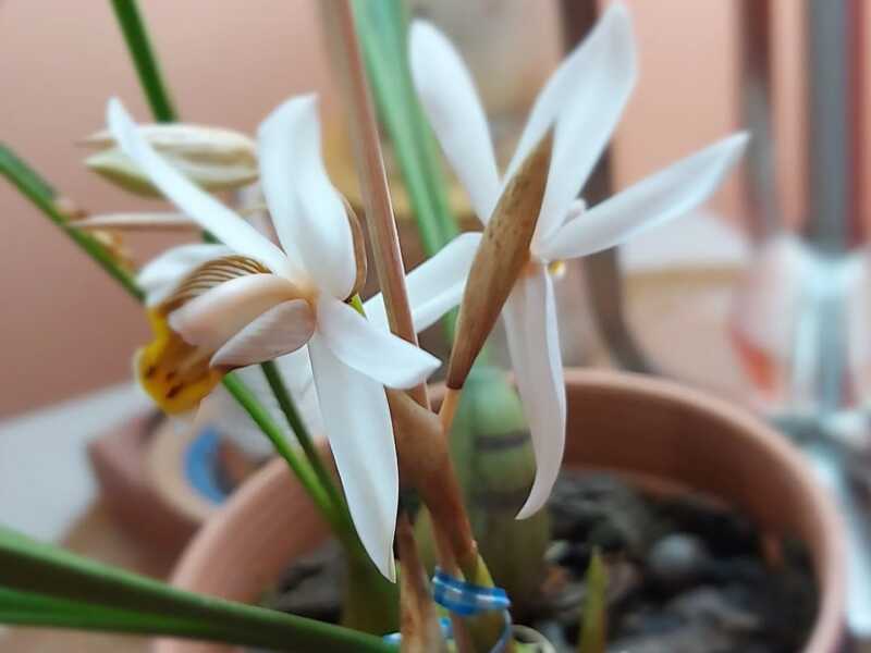 Expo Orquídeas en Posadas: habrá clínica de cultivo y explicarán cómo evitar los errores más comunes orquideas