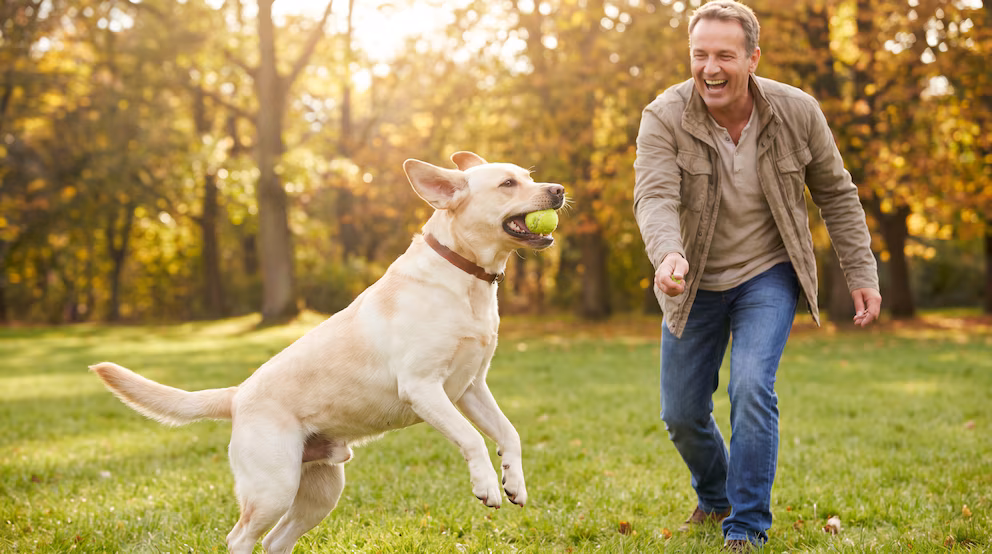 Estudio revela cómo los perros reconocen las emociones en los rostros humanos perros3 - 4