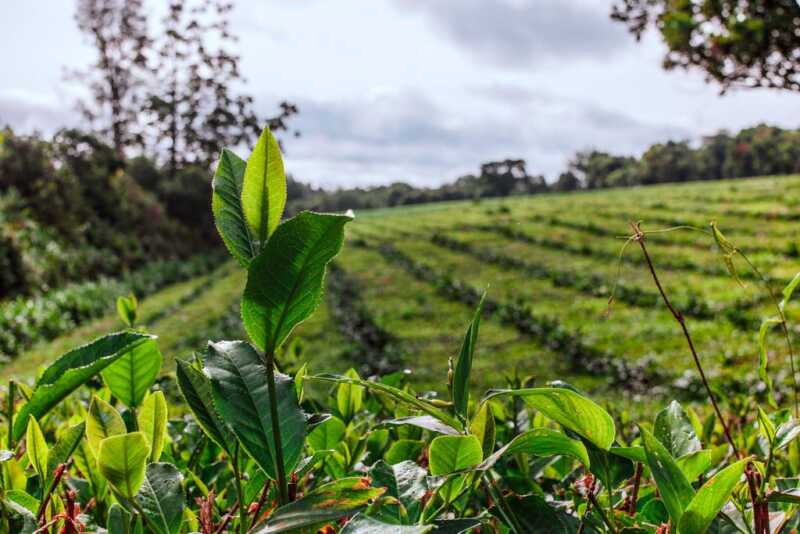Misiones - Productor