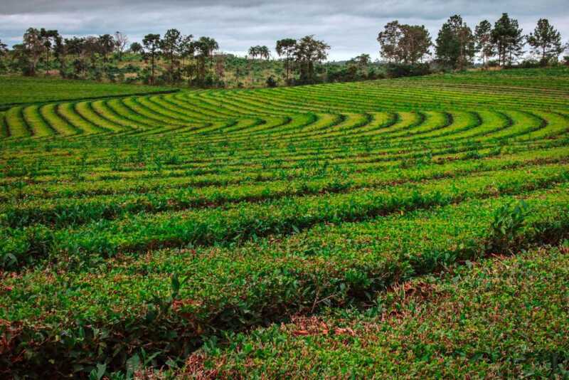 Misiones - Productor