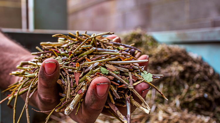 Yerba mate 02 - 3